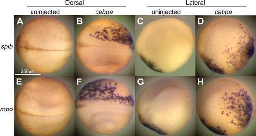 Figure 4. cebpa gain-of-function phenotype. Overexpression of cebpa induced ectopic expression of blood markers on X tropicalis embryos. Embryos randomly injected with 10-pg cebpa mRNA into one cell at 8-cell stage were fixed at stage 18 for whole mount in situ hybridization for spib (A-D) and mpo (E-H). Panels A, B, E, and F are dorsal views (anterior to the left). Panels C, D, G, and H are lateral views (anterior to the left and dorsal to the top).