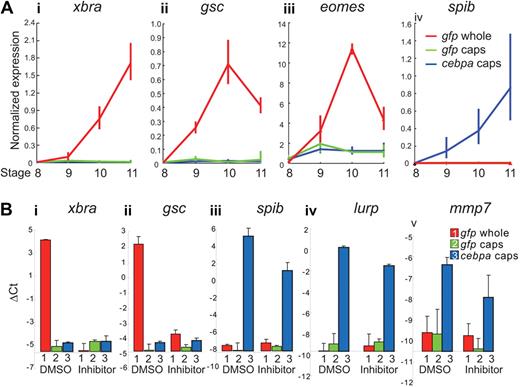 Figure 6. cebpa does not induce mesodermal markers in animal caps. (A) One-cell stage embryos were injected with either gfp or cebpa mRNA. Animal caps were excised, and RNA was collected when sibling embryos reached stage 8, 9, 10, and 11. Real-time PCR showed that xbra (i), gsc (ii), and eomes (iii) were highly up-regulated during gastrulation stage in the whole embryo (stage 8-11). However, these mesodermal marker genes were not induced in either the gfp or the cebpa mRNA-injected animal caps (i-iii). In contrast, the myeloid marker spib (iv) was rapidly up-regulated in cebpa-injected animal caps but remained undetectable in gfp-injected animal caps and whole embryos. (B) One-cell stage embryos were injected with either gfp or cebpa mRNA, and treated with dimethyl sulfoxide or a combination of 2 inhibitors (SU5402 and SB505124), which inhibit the FGF and nodal receptors, respectively, from the 2-cell stage onward. RNA was isolated from whole embryos and animal caps at stage 11. Real-time PCR analysis showed that cebpa induced the expression of the myeloid markers spib (iii), lurp (iv), and mmp7 (v), even when the combination of FGF and nodal inhibitors inhibited the expression of the early mesodermal genes xbra (i) and gsc (ii). Expression levels and ΔCt values were normalized relative to rpl8. Error bars represent SEM of 3 independent experiments.