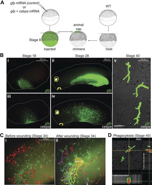 Figure 7. Ectopic expression of C/EBPα induces myelopoiesis program in pluripotent embryonic cells. (A) Experimental setup: stage 8 animal caps were transplanted from cebpa and/or eGFP mRNA-injected embryos to unlabeled host embryos. Chimeras were recorded for live imaging (see supplemental Videos 1-9). (B) The boundaries between the eGFP+ transplants and nonfluorescent host embryos remain clear throughout embryonic development in the control eGFP transplants (i-ii). In contrast, blurred transplant margins and spotty pattern of eGFP+ cells were observed in the embryos containing cebpa expressing transplant cells (iii-iv). Confocal imaging at stage 40 showed that a subset of these scattered cells showed ramified morphology, reminiscent of macrophages (v). (C) Migration route of cebpa induced primitive myeloid cells before and after wounding. At stage 34, C/EBPα(+) graft derived migratory cells patrolled randomly before wounding (i, also see Video 4). Note that only a subset of GFP/CEBPα cells are migratory, whereas others retain the morphology of epidermal cells. After wounding, migratory GFP/CEBPα cells were immediately recruited to the wound site (ii; also see supplemental Video 5). Panels i and ii show the migratory paths of the cells before (i) and after (ii) wounding, as traced manually in supplemental Videos 4 and 5, respectively. Different colors were used to distinguish the migration routes of different cells. (D) Three-dimensional xyz confocal sections (20× objective, 1.0× zoom) of a macrophage (eGFP, green channel) that has phagocytosed bacteria (mCherry in red). Red bacteria are present in intracellular compartments surrounded by cytoplasm in the macrophages (green). For panels Bi-iv and C, images were obtained on a fluorescence stereoscope Leica MZ FLIII attached to a Sony CCD camera DXC-950 image capture system controlled by Northern Eclipse software 7.0 (Empix Image); 0.1× MMR was used as imaging medium. For panels B (v) and D, images were taken under Olympus IX81 FluoView FV1000 confocal microscope; 0.1× MMR, 2% methylcellulose (Sigma) 0.01% MS222 was used as imaging medium.