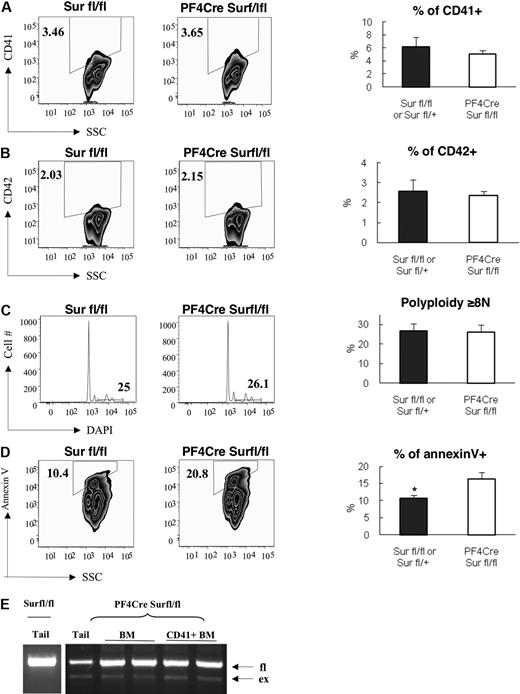 Figure 1. Effect of tissue-specific deletion of survivin on polyploidization and differentiation of bone marrow megakaryocytes. Bone marrow cells from control (Surfl/fl and Surfl/+ without Cre) and PF4-Cre/Surfl/fl mice were collected and stained with FITC-labeled anti-CD41, PE-labeled anti-CD42, DAPI, and APC-labeled annexin V and then analyzed by flow cytometry. (A) CD41 expression, (B) CD42 expression, (C) DNA content, and (D) annexin V staining are shown. Representative flow and bar graphs depicting average ± SEM of 5 animals per group are shown. *P = .024. Note that DNA content and apoptosis are shown for only the CD41+ population. (E) Deletion of the floxed alleles was monitored by multiplex PCR using 3 primers to amplify the floxed (fl) and excised (ex) alleles. PCR of tail, bone marrow cells (BM), and fluorescence-activated cell sorting (FACS) purified CD41+ megakaryocytes (CD41+ BM) from 2 representative examples are shown.
