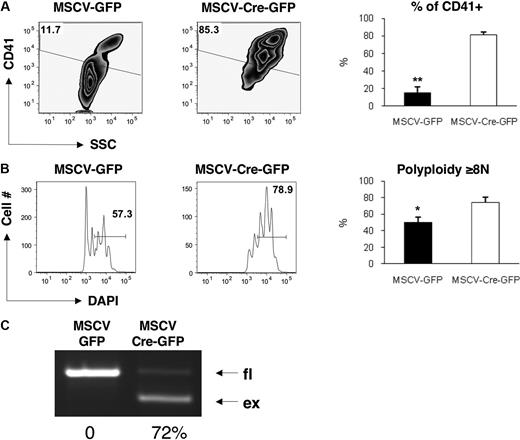 Figure 2. Ex vivo deletion of survivin in mouse bone marrow cells leads to increased polyploidization of megakaryocytes. Lineage-depleted bone marrow cells from Surfl/fl mice were infected with MSCV-GFP or MSCV-Cre-GFP and cultured with TPO (20 ng/mL) for 3 days. Cells were stained with PE-labeled anti-CD41 and DAPI and analyzed by flow cytometry. CD41 expression (A) and DNA content (B) of the GFP+ population are shown. Representative flow and bar graphs depicting the average ± SEM for 5 to 6 mice per group are shown. *P = .003; **P = .001 (C). Deletion of the floxed region was monitored by multiplex PCR. PCR of DNA extracted from GFP+ sorted MSCV-GFP or MSCV-Cre-GFP transduced cells is shown. Percentage excision (average of 2 experiments) is indicated below the blot.