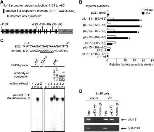 Figure 4. Mechanism involved in Zta-mediated IL-13 gene expression. (A) Schematic illustration of the IL-13 promoter that drives the luciferase gene in the reporter plasmid; putative ZRE sequences are indicated. The IL-13 promoter contains 34 putative ZRE regions in the sequence from −1159 to +65. (B) HEK293T cells were transfected with Zta-expressing plasmid or vector in combination with serial 5′-deleted pIL-13 reporter plasmids and pEGFP-C1 reporter control. After 72 hours, luciferase activities from each transfectant were normalized with the GFP intensities. Zta-driven fold activation for each reporter was calculated by normalizing luciferase activities for the Zta transfectant versus that for the pGL2-basic vector control. (C) DNA sequences of the probes used in EMSA experiments. Bold lines indicate ZRE or ZREmt within the IL-13 promoter sequences from −90 to −110. Nuclear extracts were harvested at 72 hours after transfection of pRC vector or pRC-Zta in HEK293T cells. The binding of Zta with 32P-labeled ZRE (lanes 3 and 7) or ZREmt (lane 4) probes was examined by EMSA. The supershift signal represents the complex of Zta and IL-13 promoter DNA and was detected by the addition of specific anti-Zta (lane 8) or anti-GST control (lane 9) antibodies. For the competition EMSA, a 30-fold excess of wild-type ZRE (lane 10) or ZREmt (lane 11) oligonucleotides was added to the reaction mixture. (D) A ChIP experiment was carried out as described previously. L428 cells were infected with pSIN-Zta or pSIN-vector lentivirus for 5 days. DNA-protein complexes were immunoprecipitated with anti-Zta antibody or mouse IgG (negative control). IL-13 promoter DNA (pIL-13, from nt −232 to +66) and control GAPDH promoter DNA (pGAPDH, from nt −93 to +64) were detected in the immunoprecipitates by PCR. Total DNA was harvested from L428 cells and used as the input control.