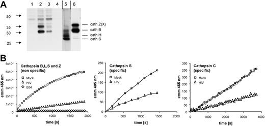 Figure 6. Determination of cathepsin enzyme activity in HIV-1–treated MDDCs. Day-6 immature MDDCs were exposed to HIV-1BaL (MOI 10) or mock treated for 48 hours and then lysed in a low pH buffer. (A) Affinity labeling of active cysteine proteases. Cell lysates were incubated with the activity-based probe for cysteine cathepsins DCG-0N. Labeled cathepsins then detected by Western blot. Lanes: (1) Mock MDDCs, leupeptin, (2) mock MDDCs, (3) HIV-1BaL-treated MDDCs, (4) boiled HIV-1BaL–treated MDDCs, (5) monocyte organelles, (6) macrophage cell lysate. Vertical lines denote a section of the Western blot that was included with a lower exposure time. (B) Fluorogenic substrate measurement of cathepsin activity. The combined catalytic activities of cathepsins X, B, L, and S were determined fluorometrically by cleavage of the common synthetic substrate Z-Phe-Arg-7-amido-4-methylcoumarin. Specific catalytic activities of cathepsins S and C were measured using the substrates Mca-GRWPPMGLPWE-Lys(Dnp)-DArg-NH2 and NH2-Gly-Arg-AMC, respectively. Samples were measured in triplicate.