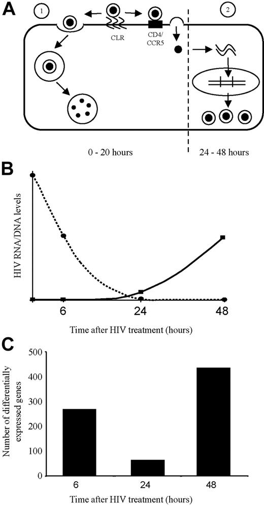 Figure 7. Kinetics of differential gene expression corresponds with the 2 phases of HIV-1 processing by dendritic cells (DCs). (A) Routes of entry of HIV-1 into DCs. Following initial binding of HIV-1 to C-type lectin receptors (CLRs) on the cell surface, HIV-1 can enter the DC by 1 of 2 routes. (1) More than 95% of the virus is rapidly endocytosed resulting in processing by the endolysosomal pathway and degradation by acid proteolysis in late endosomes. (2) The remaining less than 5% of attached virus is transferred to cell surface CD4/CCR5 resulting in fusion of the viral envelope with the DC plasma membrane and entry of the capsid into cytoplasm, resulting in reverse transcription, HIV-1 cDNA generation (first detected < 24 hours after infection = second phase of de novo replication), and then the later stages of viral replication and assembly. (B) Corresponding HIV-1 nucleic acid levels in DCs after HIV-1 treatment. The graph shows a representation of the HIV-1 nucleic acid levels after treatment of DCs. As shown by the dotted line, at time 0 the high levels of HIV-1 nucleic acid represents input virions. The nucleic acid levels then rapidly decrease to undetectable levels by 20 hours after infection as the vast majority of HIV-1 enters and is destroyed by late endosomes. As shown by the solid line, 20 hours after infection viral nucleic acid levels begin to slowly rise, representing progeny virions resulting from productive infection by the small amount of virus that was able to fuse with the plasma membrane and initiate a productive infection. (C) Temporal differential gene expression corresponds to the kinetics of the 2 phases of HIV-1 processing by DCs. At 6 hours, a burst of gene expression was seen as a consequence of viral entry into the DC (predominantly via endocytosis). By 24 hours, most of the virus that entered via endocytosis has been degraded and virions that entered by fusion with the plasma membrane have yet to undergo replication. Correspondingly very few genes are differentially expressed at this time point. At 48 hours, a fresh burst of gene expression is detected, representing genes differentially expressed as a result of HIV-1 replication in DCs.