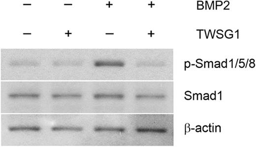 Figure 4. TWSG1 inhibits BMP-mediated Smad phosphorylation. HuH-7 cells were cultured in the presence or absence of 1000 ng/mL TWSG1, 10 ng/mL BMP2, or both for 1 hour. Total cell lysates (20 μg/lane) were immunoblotted using a rabbit antiserum specific to human phosphorylated-Smad1/5/8 (p-Smad1/5/8). Anti–total Smad1 antibody and anti–β-actin antibody were used as internal controls.