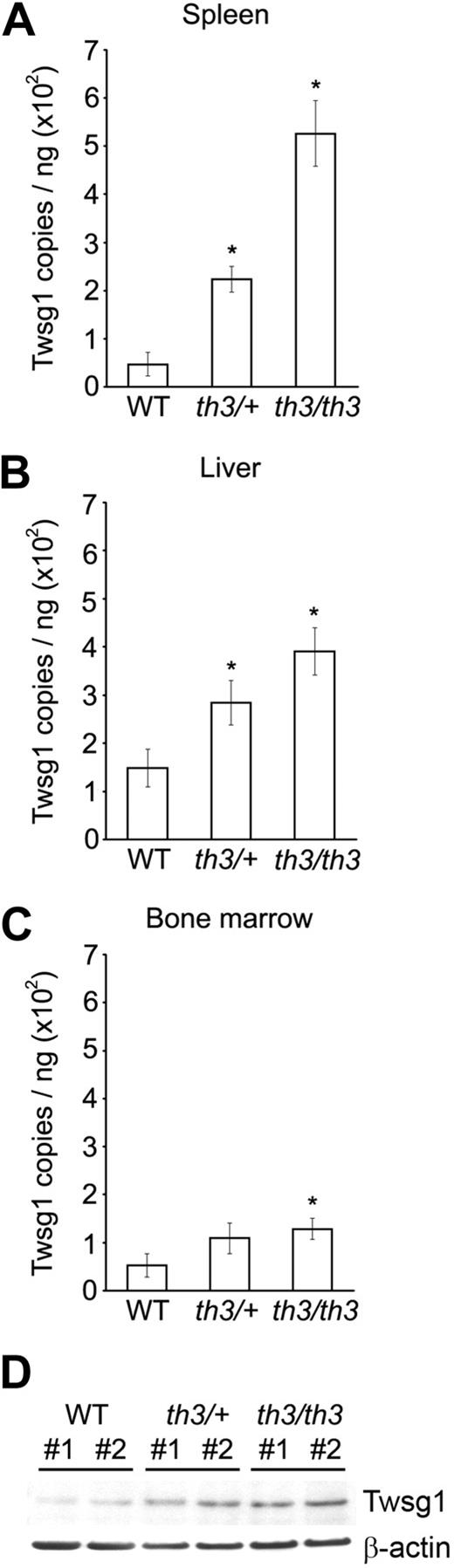 Figure 6. Twsg1 mRNA expression in murine thalassemia. Murine Twsg1 mRNA in (A) spleen, (B) liver, and (C) bone marrow from wild-type mice (WT, n = 7), Hbbth3/+ β-thalassemia intermedia mice (th3/+, n = 13), and Hbbth3/th3 β-thalassemia major mice (th3/th3, n = 5) was determined by quantitative PCR using total RNA isolated from the tissues. Bars represent mean values; *P < .05 compared with wild-type. (D) Murine Twsg1 protein (Twsg1) expression in spleen from wild-type mice (WT), Hbbth3/+ β-thalassemia intermedia mice (th3/+), and Hbbth3/th3 β-thalassemia major mice (th3/th3) was detected by immunoblotting using a rabbit anti–serum-specific Twsg1. Anti–β-actin antibody were used as internal control. Splenic tissues from 2 mice were studied for comparison (#1, #2).