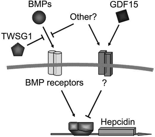Figure 7. Model of hepcidin regulation by TWSG1 and GDF15.