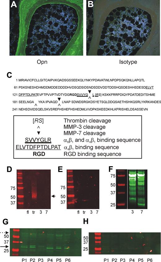 Figure 1. Presence of full-length and N-terminal trOPN in human BM. (A) Immunohistochemical analysis of human BM sections stained with an antibody specific for the “cryptic” binding site of N-terminal trOPN, demonstrated the restricted presence of N-terminal trOPN in the endosteal region. (B) Isotype control. (C) Identified thrombin, MMP-3, and MMP-7 cleavage sites in human OPN. (D) Western blot analyses using the antibody specific for the “cryptic” binding site of N-terminal trOPN. Data demonstrate recognition of human milk trOPN (lane tr, arrow) but no recognition of full-length human milk OPN (lane fl), or MMP-3 (lane 3), or MMP-7 (lane 7) cleaved human milk OPN. (E) Isotype control. (F) Western blot analysis demonstrating the presence of biotinylated fragments of human milk OPN present postcleavage with MMP-3 (lane 3) or MMP-7 (lane 7) detected using streptavidin. (G) Representative samples of bone lysates from 6 (P1 to P6) of 12 patients run under reduced conditions and immunoblotted with LF-124, an antibody that detects the N-terminal half of OPN. The N-terminal cleaved OPN (→, 30-32 kDa) is at least as dominant as the full-length (, approximately 55 kDa) form. (H) Neither of these 2 forms were detected in the isotype control.