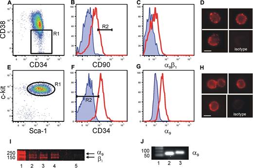 Figure 2. Expression of α9β1 on human CB and murine BM cells. Sorted lin−CD34+ CB cells (A) gated for CD38low (R1) and CD90high (B, R2, 20%), then analyzed for α9β1 expression (C). Cell surface expression of α9β1 on Lin−CD34+CD38−CD90bright cells was clearly evident by fluorescence microscopy (D). Endosteal BM sorted for LSK (E, R1) were gated for CD34low (F, R2, < 10%) and analyzed for α9 expression (G). Red line represents specific antibody staining, blue line represents unstained control. Cell surface expression of α9 on Lin−Sca+Kit+CD34− cells was clearly evident by fluorescence microscopy (H). Lysates made from 3 individual sorted human CB Lin−CD34+CD38− cells (lanes 2-4) demonstrate the presence of α9 and β1. Isotype control is in lane 5. (I). Sorted human CB Lin−CD34+CD38−CD90bright HSCs (lane 2) and murine BM Lin−Sca+Kit+CD34− HSCs (lane 3) express α9 gene when analyzed by real-time PCR. (J). Figure shows one representative example of 3 independent biological repeats from each cell population. Scale bar = 5 μm.