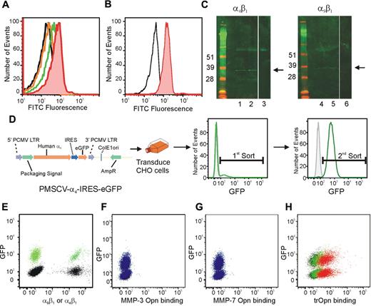 Figure 3. Human CB HSC specifically bind to the cryptic site in N-terminal trOPN via α9β1 and α4β1 and is found endogenously bound to CB HSC. (A) The peptide, SVVYGLR-FITC, representing the cryptic site in human trOPN, was used to demonstrate specific interactions between N-terminal trOPN and human HSC/HPC (CD34+ cells; red line) compared with the scrambled peptide control (black line). Blocking antibodies specific to α9β1 (orange line) and α4 (green line) demonstrated OPN binding via both α9β1 and α4β1. Data are representative of 6 biologic repeats. (B) Similarly, the peptide, SLAYGLR-FITC, representing the cryptic site in murine trOPN, was demonstrated specific interactions between N-terminal trOPN and murine HSC/HPC (LSK cells; red line) compared with the scrambled peptide control (black line). (C) CD34+CD38+ and CD34+CD38− human CB cell lysates were immunoprecipitated using specific α4 and α9β1 antibodies and bound proteins immunoblotted with anti-OPN antibody (LF-124). An N-terminal cleaved form of OPN (approximately 32 kDa) is bound to both α4β1 and α9β1 on CB CD34+CD38+ cells (→, lanes 1 and 4) and CD34+CD38− (→, lanes 2 and 5). No staining is seen with CD34+CD38+ lysates immunoprecipitated using uncoupled beads and immunoblotted with LF-124 (lanes 3 and 6). (D) The GFP+ MSCV vector was used to transduce CHO cells to express human α4. (E) Parental α9+ (black) or GFP+ α4+ (green) CHO cells expressed equivalent levels of integrin when labeled with individual antibodies. (F) CHO cells expressing human α9β1 (GFP−, blue) or human α4β1 (GFP+, blue) were used in a 50:50 mix to determine the binding of OPN cleaved by MMP-3 (F), MMP-7 (G), or thrombin (H). There was no evidence of MMP-3 or MMP-7 cleaved OPN binding, however, trOPN bound equivalently to both integrins and in a dose-dependent manner (red, 30 μg/mL; green, 7.5 μg/mL; and black, secondary alone).