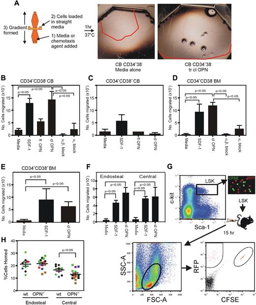 Figure 4. trOPN interacting via α9β1 is potently chemotactic for HSC/HPC, and OPN is critical for the homing of murine HSC/HPC isolated from the central BM, but not those isolated from the endosteal region. (A) FACS isolated CB HSC/HPC were tested in a chemotactic assay for their response to SDF-1 or OPN and compared with medium alone. The red lines indicate the distance migrated by cells stimulated under each condition. (B) A chemotactic response to full-length OPN and trOPN was compared with cell migration in medium alone and SDF-1 for CB HSC (CD34+CD38−), (C) CB progenitor cells (CD34+CD38+), (D) human BM HSC (CD34+CD38−), (E) human BM progenitor cells (CD34+CD38+), or (F) murine endosteal and central BM HSC/HPC (LSK). Human CD34+CD38− and murine LSK cells demonstrated equivalent chemotaxis to SDF-1 compared with trOPN (P < .05). To determine the mechanism of the observed migration of HSC to trOPN, CD34+CD38− cells were preincubated in blocking antibodies to either α9β1 or α4. Values are the mean plus the standard error of the mean (SEM) of the number of migrated cells. (G) LSK harvested from the endosteal (RFP+ mice) or central (CFSE+ labeled C57/B6 mice) BM regions of wild-type mice were transplanted into nonablated wild-type or Opn−/− recipients. There was a significant decrease in the homing efficiency of LSK isolated from the central BM region homing into an Opn−/− microenvironment (P < .05). (H) Data are the mean plus SEM from 10 wild-type and 13 Opn−/− recipients in 3 independent replicates as expressed by different colors.