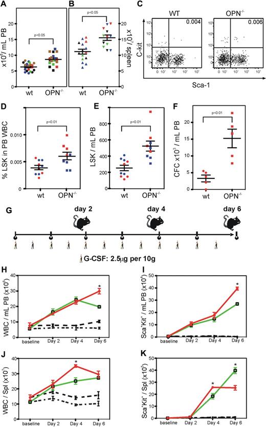 Figure 5. Opn−/− mice show significant levels of endogenous mobilization and exhibit enhanced mobilization in response to G-CSF. (A) Opn−/− mice exhibited significantly increased numbers of white blood cells (WBC) in the PB (B) and spleen compared with wild-type controls (P < .05). (C-D). This increase in WBC correlated with a significant increase in the percent, (E) number of HSC/HPC, (F) and frequency of CFC in the PB (P < .01). (G) Groups of 5 mice were mobilized with G-CSF for up to 6 days, before the analysis of the PB and spleen. (H) Opn−/− mice exhibited significantly increased numbers of WBC, (I) and percent HSC/HPC in the PB 6 days after G-CSF. In addition, Opn−/− mice exhibited significantly increased numbers of WBC (J) and percent HSC/HPC (K) in the spleen after 4 but not 6 days after G-CSF. *P < .05.