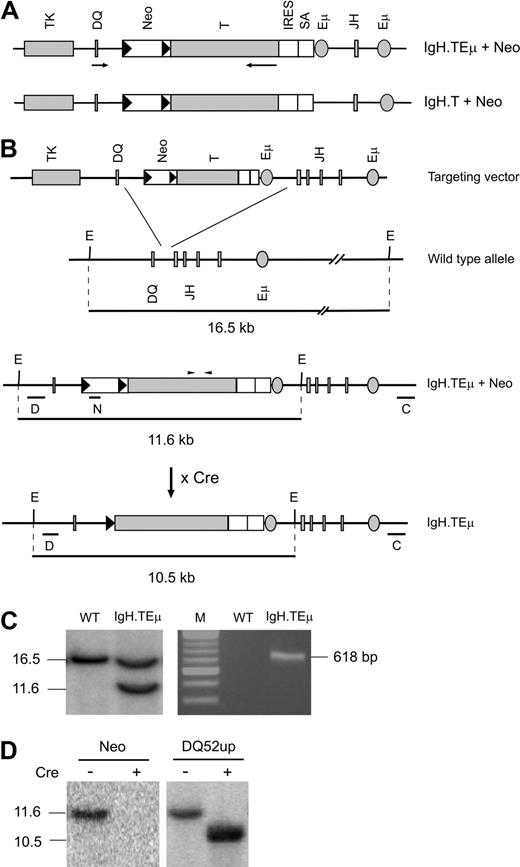 Figure 1. Generation of IgH.TEμ and IgH.T mouse models. (A) Schematic representation of the targeting constructs with (IgH.TEμ + Neo) and without (IgH.T + Neo) an additional Eμ copy. LoxP sites are represented by black triangles; arrows represent transcriptional orientation. Neo indicates neomycin gene; T, T antigen; IRES, internal ribosome entry site; and SA, splice accepter. (B) The targeting vectors included the SV40 T antigen gene in opposite transcriptional orientation without its promoter, flanking regions of 5′ (DQ52) and 3′ (JH) Ig H chain homology, the herpes simplex thymidine kinase gene for negative selection, and the neomycin resistance gene for positive selection. Below the targeting vector: wild-type Ig H chain allele, the locus after homologous recombination, and after Cre-mediated Neo-excision. The position of the PCR primers used to genotype offspring is indicated by arrowheads above the T antigen. Probes used in Southern blots are indicated by horizontal lines. E indicates EcoRI site; D, DQ52up; N, neomycin; and C, CH3. (C) Southern blot of EcoRV-digested ES cell DNA (left panel) and PCR analysis of tail DNA from the indicated mice. The IgH.TEμ ES cell clone analysis shows a 16.5-kb wild-type fragment and an 11.6-kb fragment recombined fragment containing the Neo insertion. (D) Southern blot of EcoRV-digested tail DNA from IgH.TEμ mice before (−) and after (+) Cre-mediated recombination. Blots were hybridized with either the Neo (left panel) or the DQ52up probe (right panel).