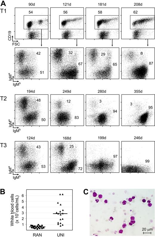 Figure 3. Unilateral Ig H chain usage in aged IgH.TEμ heterozygous mice. (A) Flow cytrometric analysis of surface CD19, IgMa, and IgMb expression on peripheral blood mononuclear cells from 3 individual IgH.TEμ mice, T1, T2, and T3, representative for mice analyzed that developed unilateral Ig H chain usage over time. The CD19+ fraction was gated (shown only for mouse T1), and the IgMa/IgMb profile was analyzed (shown for all 3 mice). Data are shown as dot plots. Numbers indicate the percentages of cells within the specified populations. Age of the animal at the time of analysis is indicated by the numbers above the plots. (B) Total white blood cell count in IgH.TEμ mice showing random usage (RAN, n = 17) of IgMa and IgMb alleles, or unilateral usage of IgMb (UNI, with < 10% IgMa and > 90% IgMb B cells, n = 18; P < .001, Mann-Whitney U test). The RAN mouse group consists of IgH.TEμ (< 5 months of age) as well as IgH.T mice (< 9 months). The age of onset of UNI group is indicated in Table S1. Each symbol indicates an individual mouse (■, RAN; and ▴, UNI). Bars show average with SD of 17 (RAN) and 18 (UNI) animals. (C) Giemsa staining of blood smear of a UNI mouse, showing the presence of large cells with little chromatin. Size marker represents 20 μm.