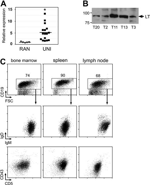 Figure 5. Monoclonal B-cell populations in aged IgH.TEμ mice express T antigen and CLL markers. (A) Quantitative RT-PCR analysis of large T antigen expression in RAN (▾, n = 5) and UNI (■, n = 16) purified splenic CD19+ B-cell fractions. Expression was normalized with HPRT, and relative expression in RAN B-cell fractions was set to 1. Each symbol represents an individual mouse; mean values are indicated by a line (*Significant difference with WT; P < .01; Mann-Whitney U test). (B) Western blot showing expression of large T protein (LT, arrow) in purified B-cell fractions from IgH.TEμ UNI mice. Numbers on the left indicate size in kDa. Examples are representative for 20 CLL samples analyzed. (C) Expression of CD19, IgM, IgD, CD5, and CD43 on BM, spleen, and lymph node cells from a IgH.TEμ UNI mouse. CD19+ cells were gated and analyzed for their IgM/IgD and CD5/CD43 profiles. Data are representative of 33 animals analyzed (for age of mice, see Table S1).