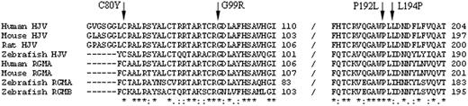 Figure 3. Multiple sequence alignment of HJV. Alignment of regions of the human hemojuvelin protein sequence with the mutations, against sequences of the mouse, rat, and zebrafish hemojuvelin, and human, mouse, and zebrafish RGMs. Sequence alignment between the different species shows high sequence similarity. Leucine 194 is only found in mammalian HJV. Mutations are indicated by the arrows. * indicates identical residues in the alignment; colon (:), conserved substitutions; and period (.), semiconserved substitutions of residues. Alignments were performed with ClustalW version 2.0.10 (European Bioinformatics Institute, Cambridge, United Kingdom).