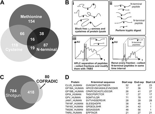Figure 1. Combined fractional diagonal chromatography results. (A) Distribution of the 498 proteins identified by COFRADIC with respect to the 3 different approaches. (B) Exemplary scheme of N-terminal COFRADIC. Upon blockage of free amines (i) and tryptic digest (ii), fractions are collected during a first-dimension high-performance liquid chromatography run (iii). Due to subsequent blockage by TNBS, internal peptides are shifted during a second high-performance liquid chromatography run (iv), whereas true N-terminal peptides are eluted in the same timeframe as before (iii). (C) COFRADIC results are mostly covered as well by identifications based on shotgun approaches. (D) List of selected N-termini elucidated by N-terminal COFRADIC from platelet membrane proteins. N-termini often differ from literature (Swiss-Prot database) or are newly assigned.