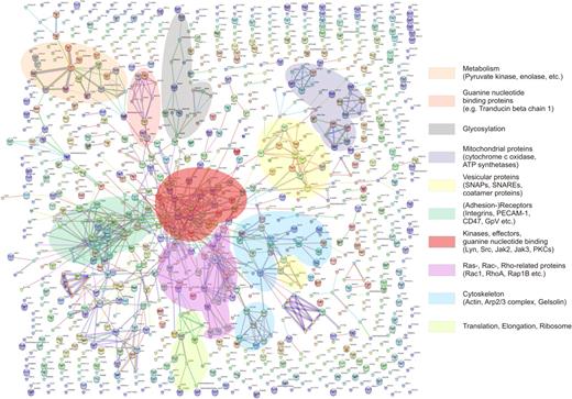 Figure 5. Protein interaction network of 1282 identified proteins. Interaction analysis was performed by STRING (scalable picture can be found in the supplemental table). Several clusters of direct interaction partners are marked and correspond, for example, to adhesion receptors, effector proteins, or vesicular proteins (sorting based on function-derived, eg, by GO terms and Swiss-Prot entry information). However, the majority of proteins are without direct interaction partners, thereby arguing for a more extensive near-membrane proteome.