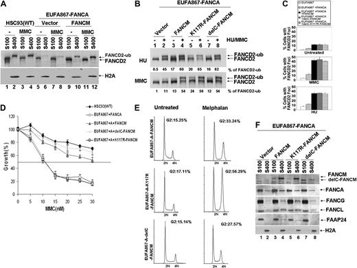 Figure 3. Ectopic expression of both FANCA and FANCM can correct the FA phenotype of EUFA867 lymphoblasts. (A) Ectopic expression of FANCA and FANCM in EUFA867 restores the chromatin localization of monoubiquitinated FANCD2, which coincides with an enhanced FANCD2 monoubiquitination. EUFA867 cells stably expressing FANCA (EUFA867-FANCA) were generated with pMMP-FANCA. Subsequently, these cells were transduced with either MIEG3 bicistronic retroviral vector or MIEG3 encoding wild-type FANCM. EGFP-positive cells were treated with 240 nM MMC for 16 hours or left untreated and subcellular fractions were made: S100 cytoplasmic and nucleoplasmic proteins, S400 chromatin-bound proteins. (B) The ATPase activity and the C-terminus of FANCM are not required for efficient FANCD2 monoubiquitination. EUFA867 lymphoblasts stably expressing FANCA were transduced with either MIEG3 retroviral vector or MIEG3 encoding wild-type FANCM, an ATPase-dead FANCM mutant (K117R-FANCM) or a C-terminal FANCM deletion mutant (delC-FANCM). EGFP-positive cells were treated with either 2 mM HU (top panel) or 240 mM MMC (bottom panel) for 16 hours. Total lysates were immunoblotted for FANCD2. (C) FANCM, but not its ATPase activity or its C-terminus, is required for the assembly of FANCD2 foci. Cells were either left untreated or exposed to 450 nM MMC or 2 mM HU for 24 hours, and the percentage of cells with 5 or more FANCD2 foci was determined in at least 150 cells. The result shows the average of 3 independent experiments with standard deviations. (D) The ATPase activity, but not the C-terminus of FANCM, is required for MMC resistance. Viable cells were measured with the Cell Titer 96 Proliferation Assay. The data represent the percentage growth compared with untreated cells and show 1 representative result of 3 independent experiments with standard deviations. (E) The FANCM ATPase mutant does not rescue the melphalan-induced G2 arrest in EUFA867 lymphoblasts. (F) FANCM is required for chromatin targeting of the FA core complex proteins. Subcellular fractions of EUFA867 lymphoblast and stably transduced derivatives were immunoblotted for FANCM, FANCA, FANCG, FANCL, and FAAP24. H2A was used as a loading control for the chromatin fraction.