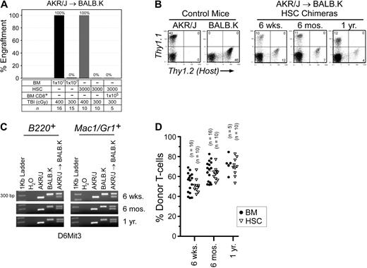 Figure 1. Allogeneic BM engraftment in AKR/J → BALB.K (H2k) mice. Recipient BALB.K mice were treated with TBI 300 or 400 cGy and injected with BM or HSCs from MHC-matched AKR/J donors. (A) Percentage of mice with donor engraftment 6 weeks after transplantation. For engrafted mice, blood chimerism at indicated time points are shown with (B) representative FACS analysis for T cells using Thy1.1 (donor) and Thy1.2 (host) cell-surface markers, (C) representative PCR for B-cell and myeloid chimerism using DNA extracted from FACS-sorted B220+ and Mac1/Gr1+ blood cells amplified for the DNA marker D6Mit3, and (D) dot plot summarizing T-cell chimerism.