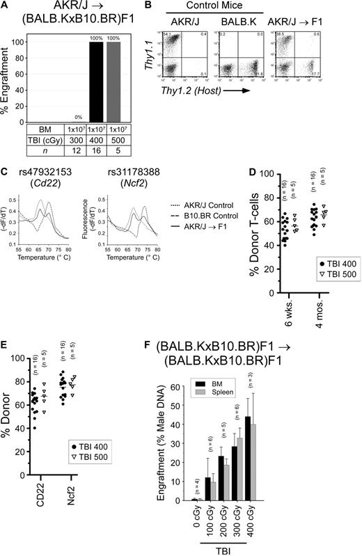 Figure 5. Allogeneic and syngeneic BM engraftment in (BALB.K × B10.BR)F1 mice. (A) F1 mice were given sublethal TBI and infused with AKR/J BM. Shown are the numbers of mice engrafting at 6 weeks after transplantation. For F1 mice engrafting with AKR/J BM, representative donor chimerism at 8 weeks after transplantation is shown with: (B) representative FACS analysis for T cells using Thy1.1 (donor) and Thy1.2 (host) cell-surface markers; (C) representative B-cell and myeloid chimerism by RT-PCR and melt curve analysis for Cd22 and Ncf2 coding SNP using total RNA extracted from the spleen of transplanted F1 recipient (solid line) or control mice (dotted and dashed lines); and dot plots summarizing (D) T-cell chimerism at indicated time points and (E) B-cell and myeloid chimerism at 4 months after transplantation. (F) Female F1 mice were given sublethal TBI and injected with syngeneic male BM. Shown are percent donor in BM (■) and spleen () 6 weeks after transplantation by PCR for Sry DNA.