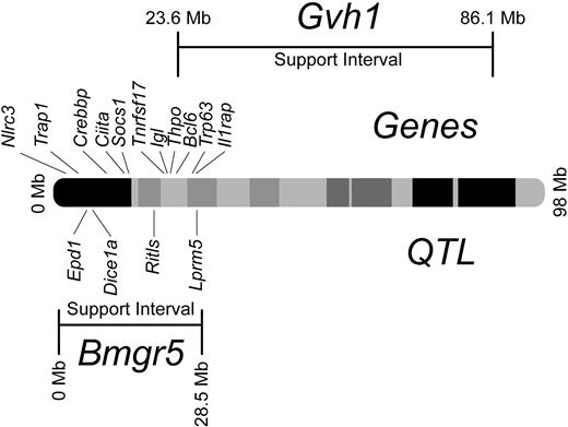Figure 7. Chromosome 16 physical map. Shown are named genes and QTL mapped within the Bmgr5 confidence interval from 0.0 to 28.5 Mb, and the confidence interval for the adjacent graft-versus-host disease susceptibility locus Gvh1.