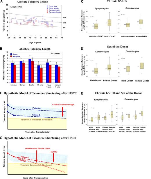 Figure 1. Results on telomere length analysis. (A) Age-dependent telomere length percentiles (1%, 50%, and 99%) of lymphocytes based on telomere length measurements from 400 healthy persons.18 The age-related telomere length values of the male and female donors and recipients are represented for each donor/recipient pair. (B) The mean ± SD of telomere length (in kilobase pairs) for the diverse subsets of leukocytes from the 44 donors (blue) and recipients (red) is shown. (C-E) Factors influencing telomere length: box plots for the telomere length difference in kilobytes (telomere length value of the donor minus that of the recipient) of granulocytes and lymphocytes are shown. A greater value indicates a greater telomere length difference. (C) Telomere length difference in lymphocytes (P = .013) and granulocytes (P = .022) of recipients with or without chronic GVHD. (D) Telomere length difference in lymphocytes (P = .017) and granulocytes (P = .024) of recipients with a female or male donor. (E) Telomere length differences in lymphocytes (P = .025) and granulocytes (P = .024) of recipients with a male or female donor and with or without chronic GVHD and a male or female donor. (F-G) Simplified hypothetical model of telomere shortening after HSCT. The decrease in telomere length over a period of years after transplantation is shown. The light blue area indicates the expected range of telomere length, and the yellow area indicates where telomere length becomes critically short. The broken lines indicate the telomere length decrease. (F) Patient A, who received donor cells with longer telomeres, and patient B, who received donor cells with shorter telomeres. (G) Patient C, who experienced chronic GVHD, and patient D, who experienced chronic GVHD and had a female donor. Note the different time points at which the broken line of the telomere decline crosses with the telomere senescence checkpoint line (horizontal light brown line).