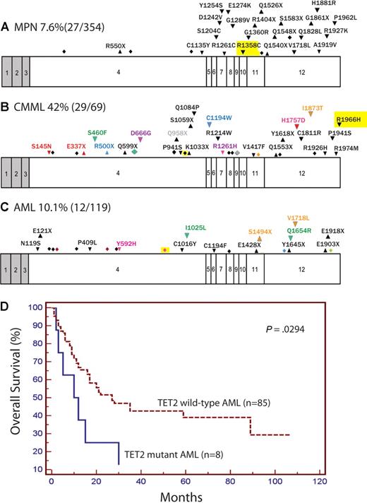 Figure 1. Exons of TET2 with locations of mutations and effect of mutations on overall survival in AML. Locations of mutations in MPN (A), CMML (B), and AML/acute megakaryoblastic leukemia samples (C) as well Kaplan-Meier estimates of overall survival in AML (D) are shown. Shaded regions represent non–protein-coding exons and introns are not shown. Exons are drawn to relative scale. Missense mutations (down arrowheads), nonsense mutations (up arrowheads), and frameshifts (diamonds) are shown at their approximate location along the exon. Mutations occurring within the same patient sample are represented in the same color. Mutations that were homozygous are highlighted in yellow.
