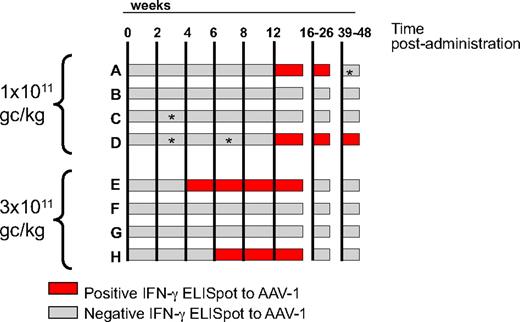 Figure 4. Time course of T-cell responses to AAV-1 capsid measured by IFN-γ ELISpot. Each horizontal bar represents an individual subject; time after intramuscular administration (in weeks) is indicated by the vertical lines. Gray bars indicate a negative ELISpot result; red bars indicate a positive ELISpot result. A time point was considered positive when the average SFU/106 PBMCs was higher than 3 × the medium control and at least 50 SFU/106 PBMCs for both the AAV-1 peptide pools and the AAV-1 empty particles antigens. The vector dose, in genome copies per kilogram (gc/kg), received by the subjects in the 2 cohorts is indicated on the left of the graph. *Negative for AAV-1 empty capsids.