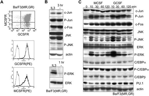 Figure 1. M-CSF or G-CSF activates the JNK and ERK pathways in Ba/F3 cells. (A) FACS analysis for MCSFR (MR) and GCSFR (GR) in a Ba/F3 subclone transduced with retroviral vectors expressing these receptors. Cells were stained either with anti-MCSFR-PE, biotin-GCSF, and streptavidin-APC (top panel), or separately with biotin-GCSF or biotin-MCSF and streptavidin-PE (bottom panels). (B) Ba/F3(MR,GR) cells were cultured with IL-3 or in its absence (−) for 3 hours (top panel) or 1 hour (bottom panel). Total cellular protein extracts from equal numbers of cells were then subjected to Western blotting for indicated total or phosphorylated proteins (top). (C) Ba/F3(MR,GR) cells removed from IL-3 for 1 hour were cultured for 0 to 120 minutes in M-CSF or G-CSF. Total cellular protein extracts were then subjected to Western blotting for the indicated proteins.