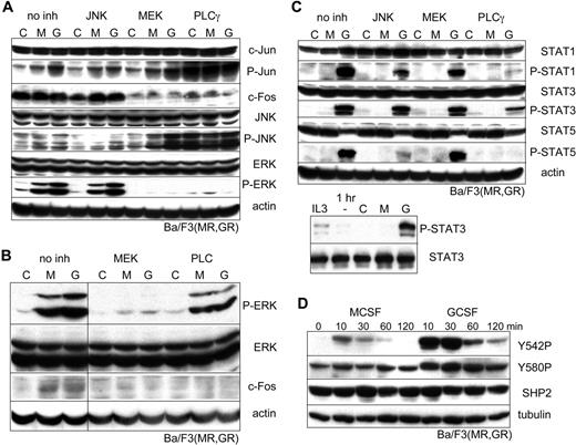 Figure 2. PLCγ/ERK/c-Fos, JNK/c-Jun, STAT, and SHP2 signaling from the MCSFR or GCSFR in Ba/F3 cells. (A) Ba/F3(GR,MR) cells withdrawn from IL-3 for 1 hour were cultured for an additional 30 minutes in the absence of cytokine (C), with M-CSF (M), or with G-CSF (G), together with no inhibitor or with a JNK (10 μM SP600125), MEK1/2 (10 μM U0126), or PLCγ (2 μM U73122) inhibitor, followed by Western blotting. (B) Ba/F3 cells were evaluated similarly after culture with no inhibitor or with a MEK1 (50 μM PD98059) or a general PLC (10 μM edelfosine) inhibitor. A vertical line has been inserted to indicate repositioned gel lanes. (C) Ba/F3(GR,MR) cells withdrawn from IL-3 for 1 hour were cultured for an additional 30 minutes in the absence of cytokine (C), with M-CSF (M), or with G-CSF (G), together with no inhibitor or with a JNK (10 μM SP600125), MEK1/2 (10 μM U0126), or PLCγ (2 μM U73122) inhibitor, followed by Western blotting (top panel). Ba/F3(GR,MR) cells were analyzed for P-STAT3 or STAT3 expression in IL-3, after removal of IL-3 for 1 hour, or after an additional 30 minutes in the absence of cytokine, with M-CSF, or with G-CSF (bottom panel). (D) Ba/F3 cells withdrawn from IL-3 were cultured for 30 minutes with no cytokine, M-CSF, or G-CSF. Total cellular protein extracts were then subjected to Western blotting for P-SHP2 Y542 and Y580, total SHP2, and tubulin.