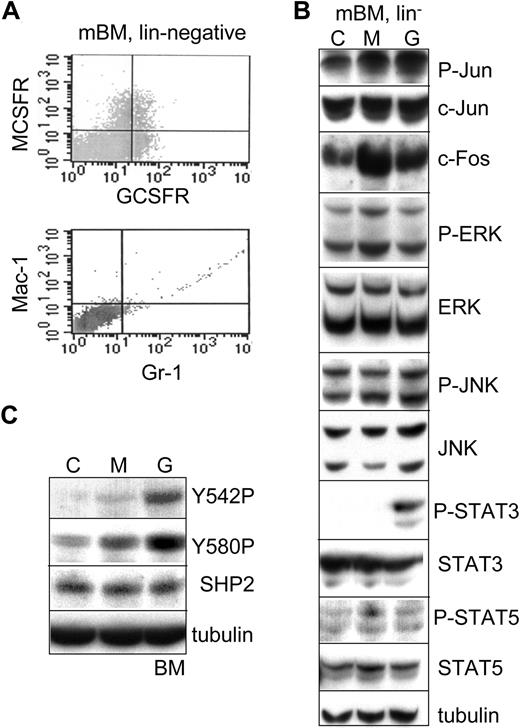 Figure 3. M-CSF specifically induces P-ERK and c-Fos, whereas G-CSF specifically induces P-STAT3 and P-SHP2 in marrow progenitors. (A) Murine bone marrow (mBM) cells isolated from mice exposed to 5-FU were lineage depleted; cultured for 2 hours with IL-3, IL-6, and SCF; and subjected to FACS for MCSFR/GCSFR or Mac-1/Gr-1. (B) Lineage-negative mBM cells were cultured in media containing IL-3, IL-6, and SCF for 1 hour, removed from cytokine for 1 hour, and then cultured with no cytokine (C), M-CSF (M), or G-CSF (G) for 30 minutes. Total cellular proteins were then subjected to Western blotting. (C) Lineage-negative mBM cells cultured similarly were analyzed for P-SHP2, total SHP2, and tubulin.