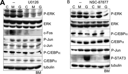 Figure 4. M-CSF and G-CSF signaling with MEK or SHP2 inhibition in marrow progenitors. (A-B) Lineage-negative murine bone marrow (BM) cells were cultured with IL-3, IL-6, and SCF for 1 hour; removed from cytokine for 1 hour; and then cultured with no cytokine, M-CSF, or G-CSF with no inhibitor, 5 μM U0126, or 50 μM NSC-87877 for 30 minutes. Total cellular proteins were then subjected to Western blotting for indicated proteins.