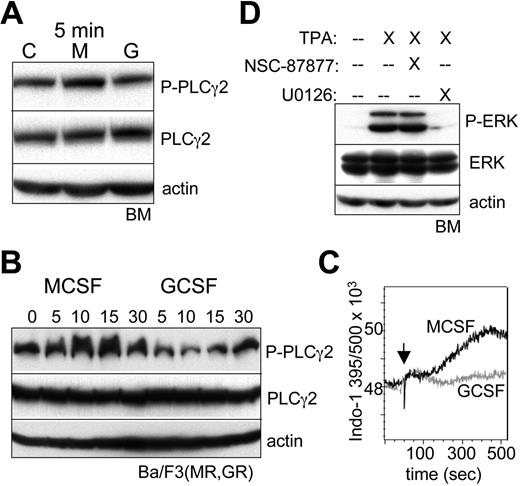 Figure 5. M-CSF preferentially activates PLCγ2, and phorbol ester induces ERK independent of SHP2. (A) Lineage-negative bone marrow (BM) cells were cultured with IL-3, IL-6, and SCF for 1 hour; removed from cytokine for 1 hour; and then cultured with no cytokine, M-CSF, or G-CSF for 5 minutes. Total cellular proteins were then subjected to Western blotting. (B) Ba/F3(MR,GR) cells removed from IL-3 for 1 hour were cultured with M-CSF or G-CSF for 0, 5, 15, or 30 minutes, followed by Western blotting. (C) Ba/F3(MR,GR) cells removed from IL-3 for 1 hour were loaded with Indo-1AM and then cultured with M-CSF or G-CSF, and the Indo-1 fluorescence at 395 nm (Ca2+ bound) and 500 nm (Ca2+ unbound) was assessed by FACS over a 7-minute period. An arrow indicates the time of cytokine addition. (D) Lineage-negative BM cells cultured with IL-3, IL-6, and SCF for 1 hour were removed from cytokine for 1 hour and then cultured with no cytokine in the absence or presence of 100 nM phorbol ester (TPA). U0126 (5 μM) or NSC-87877 (50 μM) was also included, where indicated.