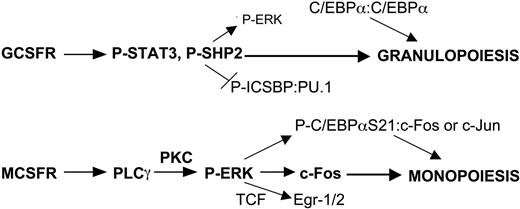 Figure 7. Model for induction of specific signals by G-CSF versus M-CSF that contribute to myeloid lineage specification. GCSFR signals specifically activate STAT3 and SHP2. The latter has been shown to dephosphorylate and so inhibit ICSBP cooperation with PU.1, favoring granulopoiesis. MCSFR signals specifically activate PLCγ2 and thereby PKC, leading to more potent ERK activation than occurs via GCSFR-mediated SHP2 activation. As a result, M-CSF signaling more readily stabilizes c-Fos, phosphorylates C/EBPα(S21), and stimulates terniary complex factor (TCF)–mediated Egr-1/2 transcription, each favoring monopoiesis. Reduced phosphorylation of C/EBPα(S21) via G-CSF signaling strengthens its ability to direct granulopoiesis as a homodimer, whereas P-C/EBPα(S21) retains the capacity to induce monopoiesis as a heterodimer with c-Jun or c-Fos.