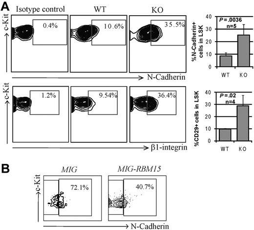 Figure 3. Increased adhesion molecule expression by Rbm15-KO HSCs. (A) Representative flow cytometric analysis of the expression of N-cadherin and β1 integrin (CD29) on Rbm15-KO and -WT littermate control LSK HSCs (left panels). Bar graphs showing the mean ± SD and P values for results from multiple independent experiments are also included (right panels). (B) N-cadherin expression in RBM15-overexpressing LSK cells. WT Lin− BM cells were transduced with MSCV-IRES-GFP (MIG) vector control or MSCV-IRES-GFP-RBM15 (MIG-RBM15), and then GFP-positive LSKs were gated and the N-cadherin expression was analyzed after 4 days in culture.