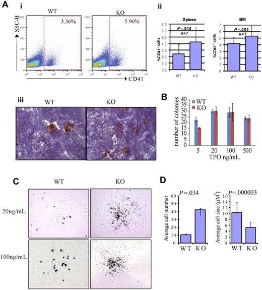 Figure 4. Rbm15-deficient HSC/Ps favor megakaryocytic differentiation in vivo and in vitro. (A) Increased megakaryocytes in Rbm15-KO mice. A representative flow analysis of megakaryocytes in the spleens of Rbm15-KO and -WT control mice using megakaryocyte cell surface marker CD41 is shown (i). The percentages of the CD41+ cells in the Mac1−Gr1− splenic and BM populations from 4 independent experiments are shown as bar graphs (ii). Cryosections of Rbm15-WT and -KO spleens were stained for AchE. Representative images are shown (iii). (B) Quantitation of CFU-Mk colony numbers. Lin− BM cells were plated in MegaCult-C medium with IL-3, IL-6, and different concentrations of TPO for CFU-Mk colony formation. The colony numbers were quantitated after a 7-day culture. The bar graph represents results from 2 independent experiments. (C) Morphology of AchE-stained CFU-Mk colonies. Representative pictures of colonies cultured with 20 ng/mL and 100 ng/mL TPO are shown. (D) Quantitation of cell number and size of AchE-positive cells in each CFU-Mk colony. Average cell number in each colony (left) and average cell size (μM3; right) are graphed. Data were collected from 2 independent experiments. Error bars indicate SD.