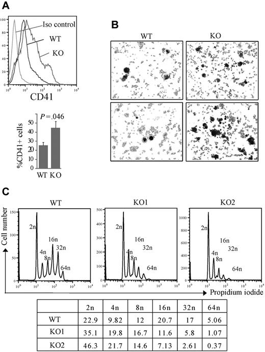 Figure 5. Increased, low-ploidy megakaryocytes develop from Rbm15-KO HSC/Ps. (A-B) Liquid culture of lin− marrow cells. Lin− cells isolated by magnetic-activated cell sorting were cultured in hematopoietic stem cell expansion media for 2 to 3 days, and then allowed to differentiate toward the megakaryocytic lineage, as described.21 (A, top panel) Representative flow analysis of the CD41 surface marker specific for megakaryocytes of the cells after a 4-day induction. (Bottom panel) Average percentages of CD41+ cells from 3 independent experiments are graphed. Error bars show SD. (B) The differentiated megakaryocytes were cytospun onto slides and stained for AchE. AchE-positive megakaryocytes are darkly stained brown. The original magnification was ×100. (C) Ploidy analysis of in vitro cultured megakaryocytes. Ploidy of CD41+ cells from liquid-cultured Lin− cells from Rbm15-KO mice and WT littermates was analyzed by flow cytometry using PI to determine DNA content. The percentages of cells of different ploidy status are shown in the table below. Data from 2 representative experiments using Rbm15-KO cells are shown.