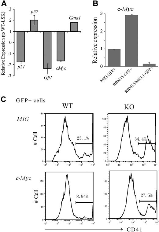 Figure 6. c-Myc is a downstream target of Rbm15 in the regulation of HSC and megakaryocyte development. (A-B) c-Myc expression levels are regulated by Rbm15 and RBM15-MKL1 in HSCs. (A) Expression of selected genes in Rbm15-KO HSCs. RNA was isolated from FACS-sorted LSK-HSCs from both Rbm15-deleted and WT littermate control mice, reverse transcribed, and analyzed by TaqMan real-time PCR. Normalized expression of each gene in Rbm15-deleted cells relative to that in WT control LSK cells was calculated. Results represent the mean ± SD of 3 independent experiments. (B) c-Myc levels in HSCs with ectopic RBM15 and RBM15-MKL1 expression. LSK-HSCs were FACS sorted and transduced with MSCV-IRES-GFP (MIG) vector control, MSCV-IRES-GFP-RBM15 (MIG-RBM15), or MSCV-IRES-GFP-RBM15-MKL1 (MIG-RBM15-MKL1) retrovirus supernatant. After a 2-day transduction, GFP-positive cells were sorted for real-time PCR analysis (mean ± SD, n = 2). (C) c-Myc overexpression rescues the megakaryocyte increase in ex vivo cultures. Lin− cells were isolated by magnetic-activated cell sorting from Rbm15-KO and -WT littermate control animals and transduced with either MSCV-IRES-GFP (MIG) or MSCV-IRES-GFP-c-Myc (c-Myc) retroviruses before culturing ex vivo using the same conditions as described in Figure 5. GFP+ cells were gated and megakaryocytes were analyzed using the specific cell surface marker CD41. The results shown are representative of 3 independent experiments.