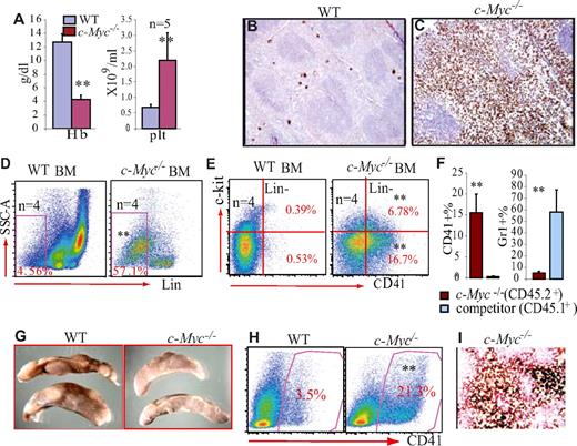 Figure 5. Cell-intrinsic defects in c-Myc−/− HSC/Ps. (A-E) A total of 2 × 106 BM cells from c-Myc−/− mice (before c-Myc deletion was induced) and WT control mice were transplanted into lethally irradiated recipient mice separately. Six weeks after transplantation, at which point hematopoiesis was completely regenerated in the recipient mice by donor HSCs, recipient mice were injected with poly I:C to induce c-Myc deletion. The hematopoietic phenotypes of recipient mice were analyzed one month after poly I:C injection. (A) Thrombocytosis and anemia developed in recipient mice receiving c-Myc−/− BM hematopoietic cells. (B-C) Increased megakaryocytosis in the spleens of recipient mice receiving c-Myc−/− BM cells, as shown by AChE staining (20×/.7 air). (D-E) Increased Lin− cell population (D), as well as Lin−CD41+c-Kit+ and Lin−CD41+c-Kit− megakaryocytes (E) in BM of mice receiving c-Myc−/− BM hematopoietic cell transplantation, as shown by flow cytometric analysis. (F) Equal numbers of c-Myc−/− BM cells (before c-Myc deletion was induced, CD54.2+ background) and competitor BM cells (CD54.1+ background) were transplanted into lethally irradiated recipient mice (CD54.1+ background). One month after transplantation, recipient mice were injected with poly I:C to induce c-Myc deletion. The percentages of CD41+ and Gr1+ cells in CD45.1+ population (competitor BM cell-derived) or CD45.2+ (c-Myc−/− BM-derived) population were examined, respectively, by flow cytometry. (G-I) Colony-forming units in spleen (CFU-S) generated by c-Myc−/− HSC/Ps (G) are enriched for CD41+ megakaryocytes, as shown by flow cytometric analysis (H) and AChE staining (I). **P < .01.