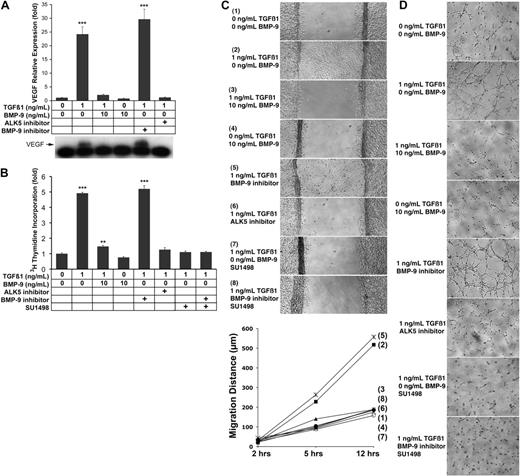Figure 1. TGFβ1 and BMP-9 have opposite effects on VEGF expression. BAECs were treated with combinations of TGFβ1 (1 ng/mL), BMP-9 (10 ng/mL), the ALK5 inhibitor SB-4311542 (5 μM), the BMP-9 inhibitor ALK1/Fc (200 ng/mL), and the VEGFR2 inhibitor SU1498 (10 μM) for 24 hours. VEGF expression was determined by real-time PCR and immunoblotting of VEGF from the media (A). Cell proliferation was determined by 3H-thymidine incorporation (B). Cell migration was determined by migration assays (C), and tube formation was determined on Matrigel (D); images were obtained 6 hours after plating. Asterisks indicate statistically significant differences compared with control (no treatment). **P < .01; ***P < .001; Tukey test.