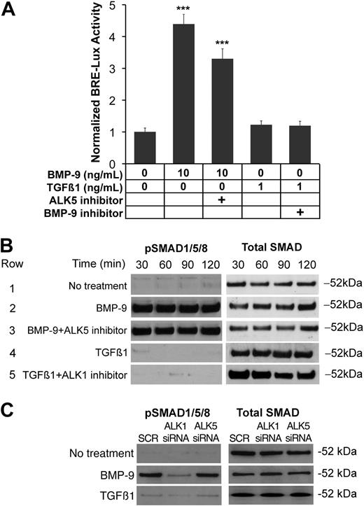 Figure 2. ALK1 signals independently of ALK5 signaling. (A) BAECs were transfected with the BRE-lux luciferase reporter gene, and treated with combinations of BMP-9 (10 ng/mL), TGFβ1 (1 ng/mL), the ALK5 inhibitor SB-431542 (5 μM), and the BMP-9 inhibitor ALK1/Fc (200 ng/mL). After 24 hours, ALK1 signaling was determined by luciferase activity. Asterisks indicate statistically significant differences compared with control (no treatment). ***P < .001; Tukey test. (B) BAECs were treated with the same treatments as in panel A, and samples were collected after the indicated times. Activation of SMAD1/5/8 was determined by pSMAD1/5/8 immunoblotting and compared with total SMAD. (C) HAECs were transfected with scrambled (SCR) siRNA, or siRNA to ALK1 or ALK5. The following day, the cells were left untreated or treated with BMP-9 (10 mg/mL) or TGFβ1 (1 ng/mL) for 1 hour. Activation of SMAD1/5/8 was determined by pSMAD1/5/8 immunoblotting and compared with total SMAD.