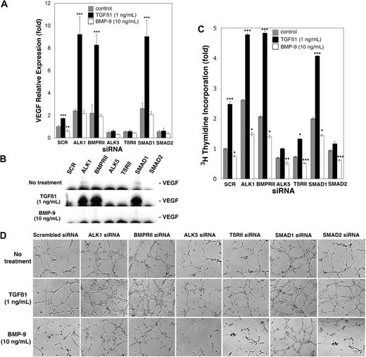 Figure 3. Activation of ALK1 and ALK5 signaling has different effects on VEGF expression, cell proliferation, and tube formation in vitro. HAECs were transfected with scrambled control siRNA (SCR) or siRNA to the indicated receptors and SMADs. The following day, the cells were treated with control medium, TGFβ1 (1 ng/mL), or BMP-9 (10 ng/mL) for 24 hours. VEGF expression was determined by real-time PCR (A), and VEGF in the media was determined by immunoblotting (B). Stimulation of cell proliferation was determined by 3H-thymidine incorporation (C), and the effect on tube formation of media collected from the transfected and treated cells was determined on Matrigel (D); images were obtained 6 hours after plating. Asterisks indicate statistically significant differences compared with control (scrambled siRNA, control treatment). **P < .01; ***P < .001; Tukey test.