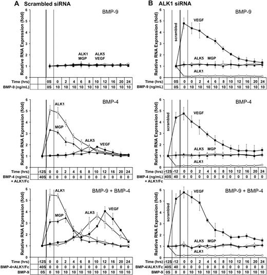 Figure 6. Depletion of ALK1 in HAECs results in loss of correctly coordinated expression of VEGF. HAECs were transfected with scrambled (A) or ALK1 siRNA (B). The following day, the cells were treated with BMP-9 (10 ng/mL) for up to 24 hours (top); BMP-4 (40 ng/mL) in combination with BMP-9 inhibitor ALK1/Fc (200 ng/mL) for 12 hours, followed by no treatment for up to 24 hours (middle); and BMP-4 and ALK1/Fc for 12 hours, followed by BMP-9 for up to 24 hours (bottom). Cell samples were collected at the indicated time points (0-24 hours), and expression of ALK1, MGP, ALK5, and VEGF was determined by real-time PCR. The starting values from control cells (0S, −12S, and 40S) were used to compare expression also in the ALK1-depleted cells to facilitate comparisons between control and ALK1-deficient cells.