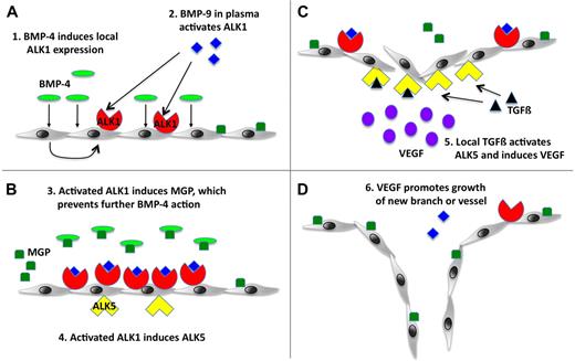 Figure 7. Working model for the roles of ALK1 and ALK5 in angiogenesis. (A) BMP-4 as an angiogenic stimulus causes local induction of ALK1, which is activated by BMP-9 normally circulating in the plasma. (B) ALK1 signaling induces expression of MGP, which prevents excessive angiogenic stimulation by binding to BMP-4, and expression of ALK5. (C-D) ALK5 is activated by local TGFβ, which results in VEGF induction and stimulation of endothelial cell growth and angiogenesis.