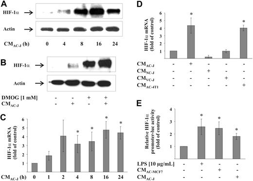 Figure 1. HIF-1α mRNA and protein accumulation in macrophages by CM. (A) RAW264.7 cells were treated with the supernatant of apoptotic Jurkat cells (CMAC-J) for 4 to 24 hours. (B) RAW264.7 cells were treated with CMAC-J, 1 mM DMOG, or the combination of both for 16 hours. Relative expression of HIF-1α and actin was followed by Western blot analysis. Results are representative for 3 individual experiments. (C) RAW264.7 cells were treated with CMAC-J for 1 to 24 hours. (D) RAW264.7 cells were treated with CMAC-J, the supernatant of necrotic (CMNC-J) or viable (CMVC-J) Jurkat cells as well as CMAC-4T1 for 16 hours. HIF-1α as well as ribosomal 16S protein mRNA were determined by qRT-PCR. The ratio of HIF-1α versus ribosomal 16S protein mRNA under control conditions was set to 1. (E) RAW264.7 cells were transfected with the HIF-1α–luciferase promoter plasmid and treated with 10 μg/mL LPS, CMAC-J, or CMAC-MCF7 for 16 hours. Luciferase activity was measured and normalized to protein. Control conditions were set to 1. Data (C-E) are the mean ± SD (n ≥ 3). *Significant alterations compared with controls.