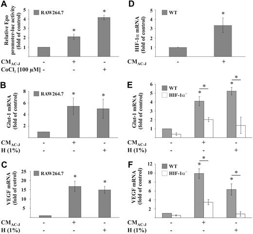 Figure 2. CM induces HIF-1 activity in RAW264.7 and primary mouse macrophages. (A) RAW264.7 cells were transfected with the pGL-3xEPO-HRE plasmid and treated with 100 μM CoCl2 or the supernatant of apoptotic Jurkat cells (CMAC-J) for 16 hours. Control conditions were set to 1. (B-C) RAW264.7 cells or (E-F) primary mouse macrophages were incubated under 1% hypoxia (H) or treated with CMAC-J for 16 hours. Glut-1 (B,E) and VEGF (C,F) as well as ribosomal 16S protein mRNA were determined by qRT-PCR. The ratio of ribosomal 16S protein versus Glut-1 or VEGF mRNA under control conditions was set to 1. Data are the mean ± SD (n ≥ 3). *Significant alterations compared with controls (or otherwise as indicated).