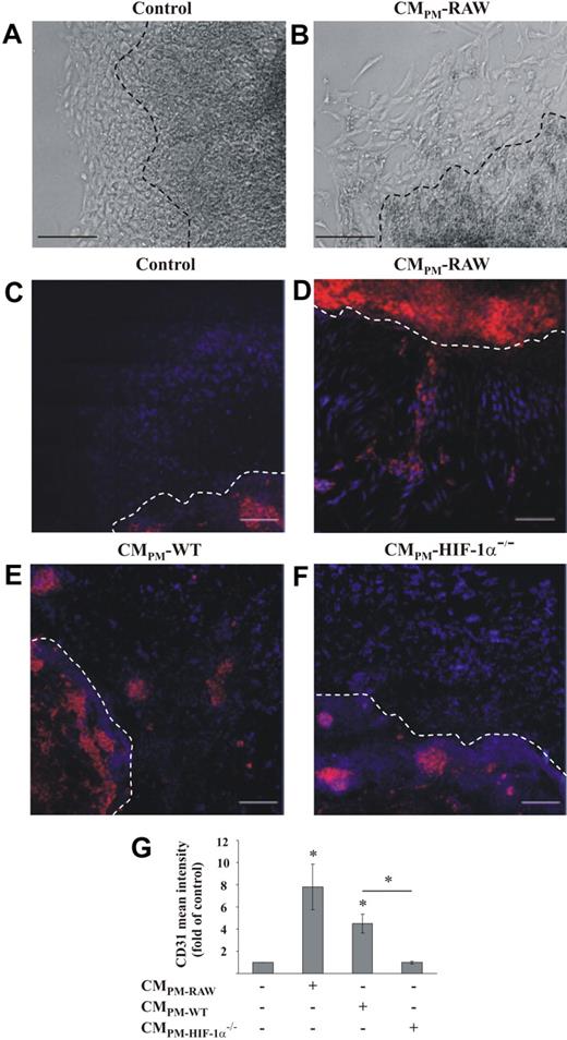 Figure 3. CM enhances differentiation of EB into CD31-positive cells. Plated EB were treated either with (A,C) control medium or the supernatant of macrophages, which were prestimulated for 16 hours with the supernatant of apoptotic Jurkat cells and then incubated for 5 hours with fresh medium (CMPM). CMPM was derived from RAW264.7 (B,D), primary mouse wt macrophages (E), or primary mouse HIF-1α−/− macrophages (F), and added to EB for 24 hours. The appearance of CD31-positive cells was monitored by immunofluorescence staining (red). DAPI is stained in blue. Scale bar represents 200 μm (A-B) and 100 μm (C-F). Results are representative for 3 individual experiments. The dotted line indicates the border between the multilayer body and the surrounding monolayer rim of the EB. Original magnifications, ×10 (A-B) and ×40 (C-E). (G) Mean CD31 fluorescence intensity in the monolayer rim of EB was measured, and the ratio of CD31 versus DAPI under control conditions was set to 1. Data are the mean ± SD (n ≥ 3). *Significant alterations compared with controls (or otherwise as indicated).
