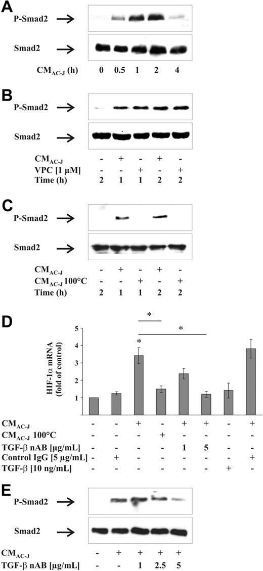 Figure 5. Role of TGF-β in HIF-1α mRNA induction. (A) RAW264.7 cells were treated with the supernatant of apoptotic Jurkat cells (CMAC-J) for 30 minutes to 4 hours. (B) RAW264.7 cells were treated with CMAC-J with or without 1 μM VPC23019 for 1 or 2 hours. VPC23019 was preincubated for 1 hour. (C) RAW264.7 cells were treated with CMAC-J or with denatured CMAC-J (CMAC-J 100°C) for 1 or 2 hours. Relative expression of Smad2 and the phosphorylation of Smad2 (P-Smad2) were followed by Western analysis. Results are representative for 3 individual experiments. (D) RAW264.7 cells were treated with CMAC-J in the presence/absence of 1 or 5 μg/mL TGF-β nAB, with 5 μg/mL control IgG, with CMAC-J 100°C, or with 10 ng/mL TGF-β for 16 hours. The nAB and the control IgG were preincubated with CMAC-J for 1 hour at 37°C. HIF-1α as well as ribosomal 16S protein mRNAs were determined by qRT-PCR. For details, see Figure 4. (E) RAW264.7 cells were treated with CMAC-J with or without increasing concentrations of a TGF-β nAB for 2 hours. The nAB was preincubated with CMAC-J for 1 hour at 37°C. Relative expression of Smad2 and P-Smad2 was followed by Western analysis. Results are representative for 3 individual experiments.