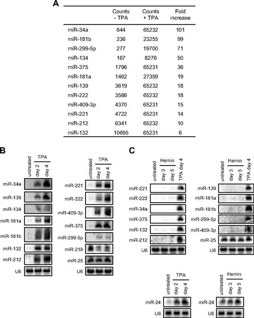 Figure 1. miRNA signature of TPA-treated K562 cells differentiated into megakaryocytes. (A) miRNAs up-regulated at least 6-fold 4 days after TPA treatment by microarray. Background counts were ≤ 500 and the assay saturated at 65 232 counts. Reproducibility of the miRNA microarray in 2 TPA-treated K562 samples is shown in supplemental Figure 1B. (Supplemental Table 1 shows data for all miRNAs analyzed.) (B-C) Change in miRNA expression after TPA or hemin treatment analyzed by Northern blot. U6 snRNA is a loading control. The miRNAs most induced by TPA were not induced by hemin (supplemental Figure 1C). MK differentiation by TPA and erythroid differentiation by hemin were verified (supplemental Figure 1A). miR-24 expression increased after either TPA or hemin treatment.